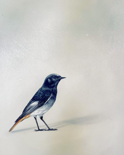 HAUSROTSCHWANZ_2025/1