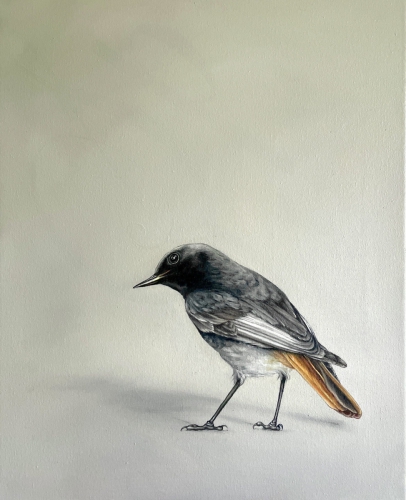 HAUSROTSCHWANZ_2025/2